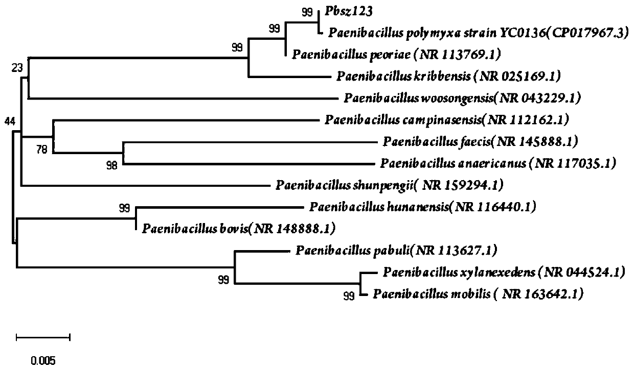 Paenibacillus polymyxa bacterial strain and application thereof