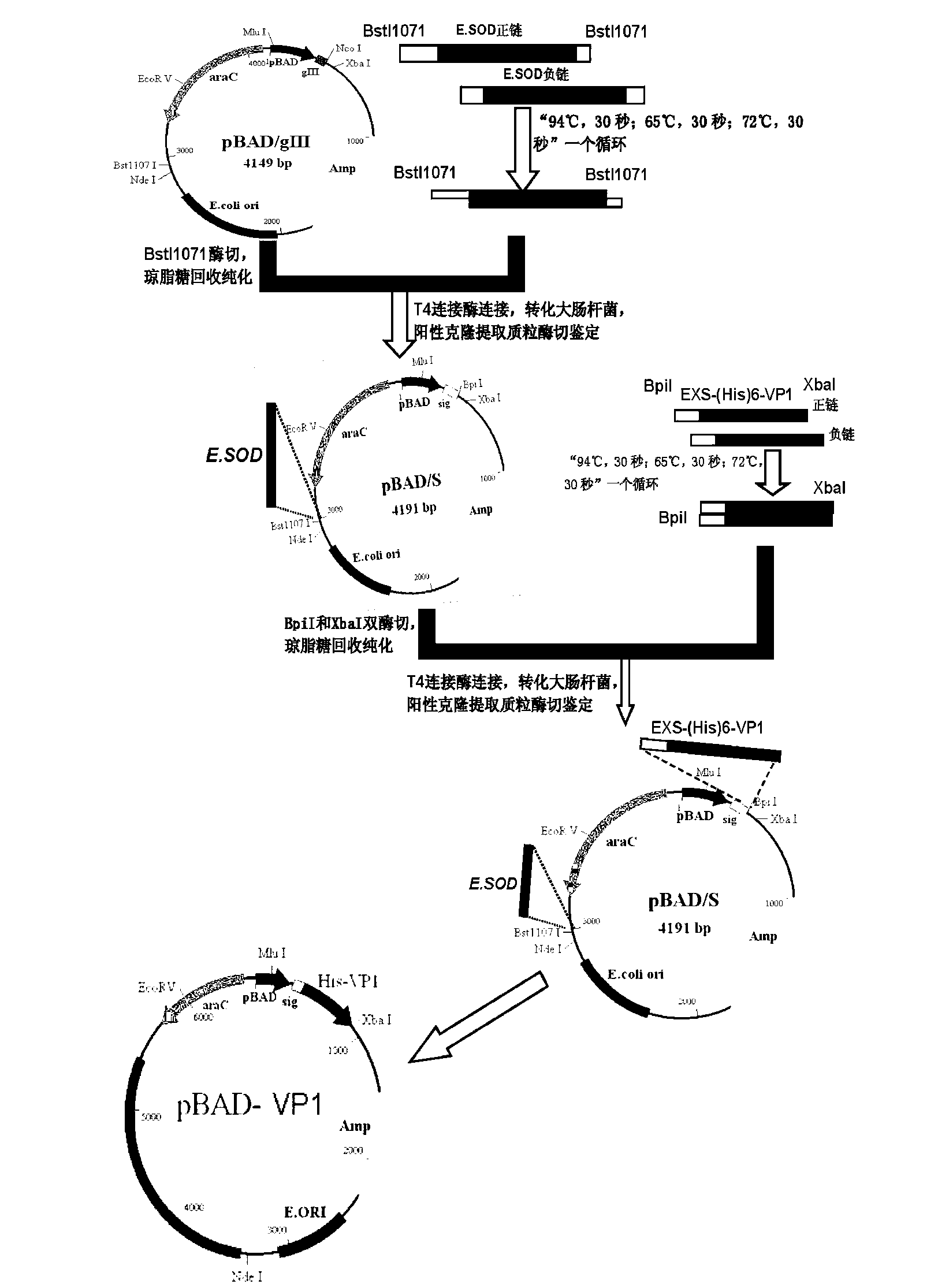 Recombinant bifidobacterium for preparing EV (Enterovirus) 71 vaccine as well as preparation method and application of recombinant bifidobacterium