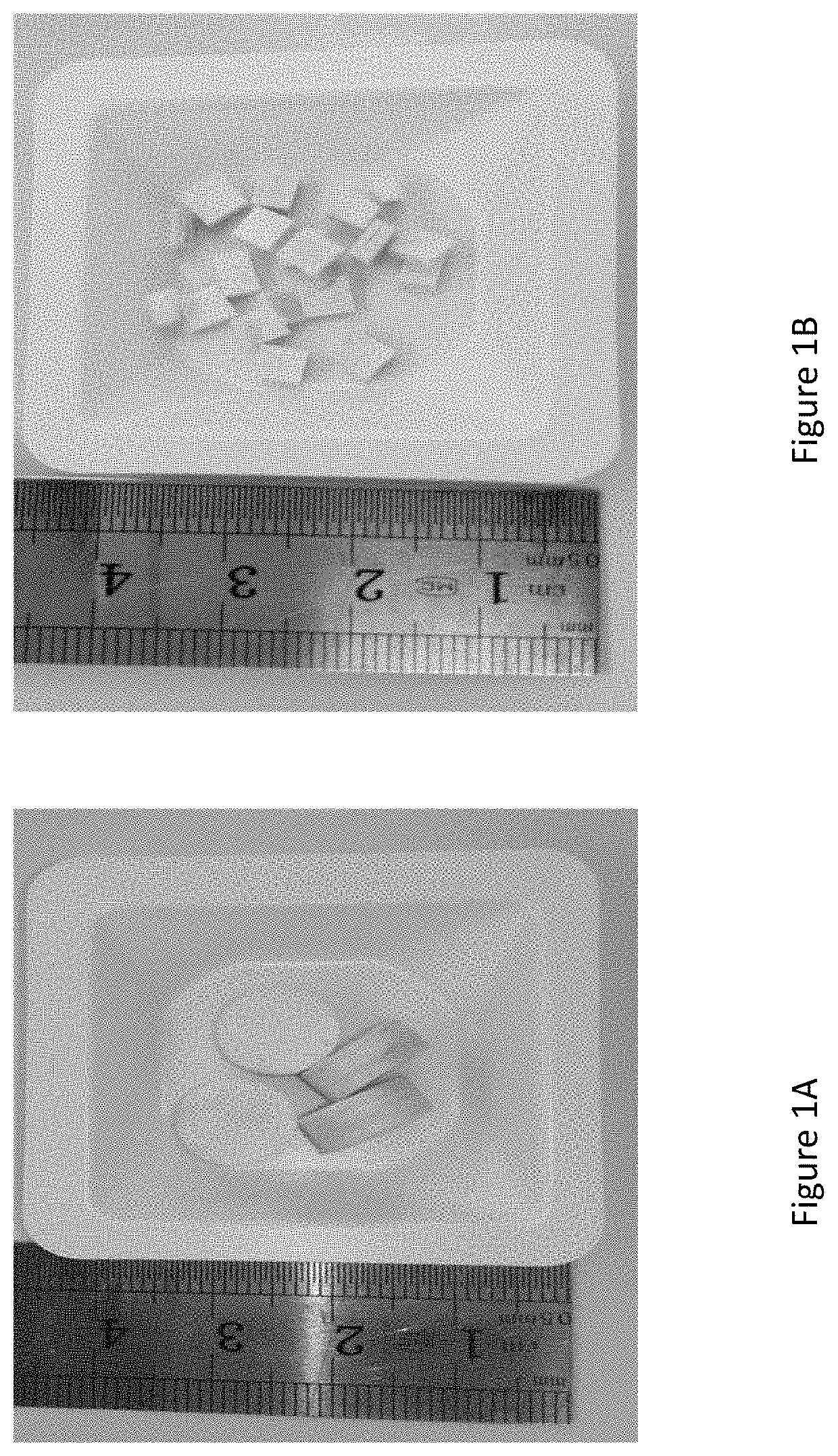 Expandable hemostat composed of oxidized cellulose