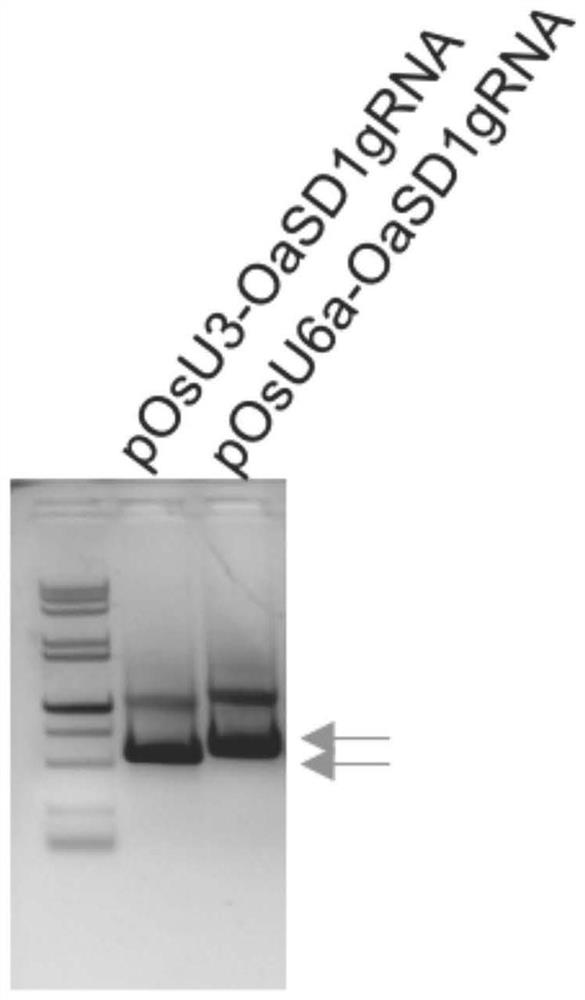Method for reducing plant height of tetraploid wild rice by inhibiting expression of SD1 gene