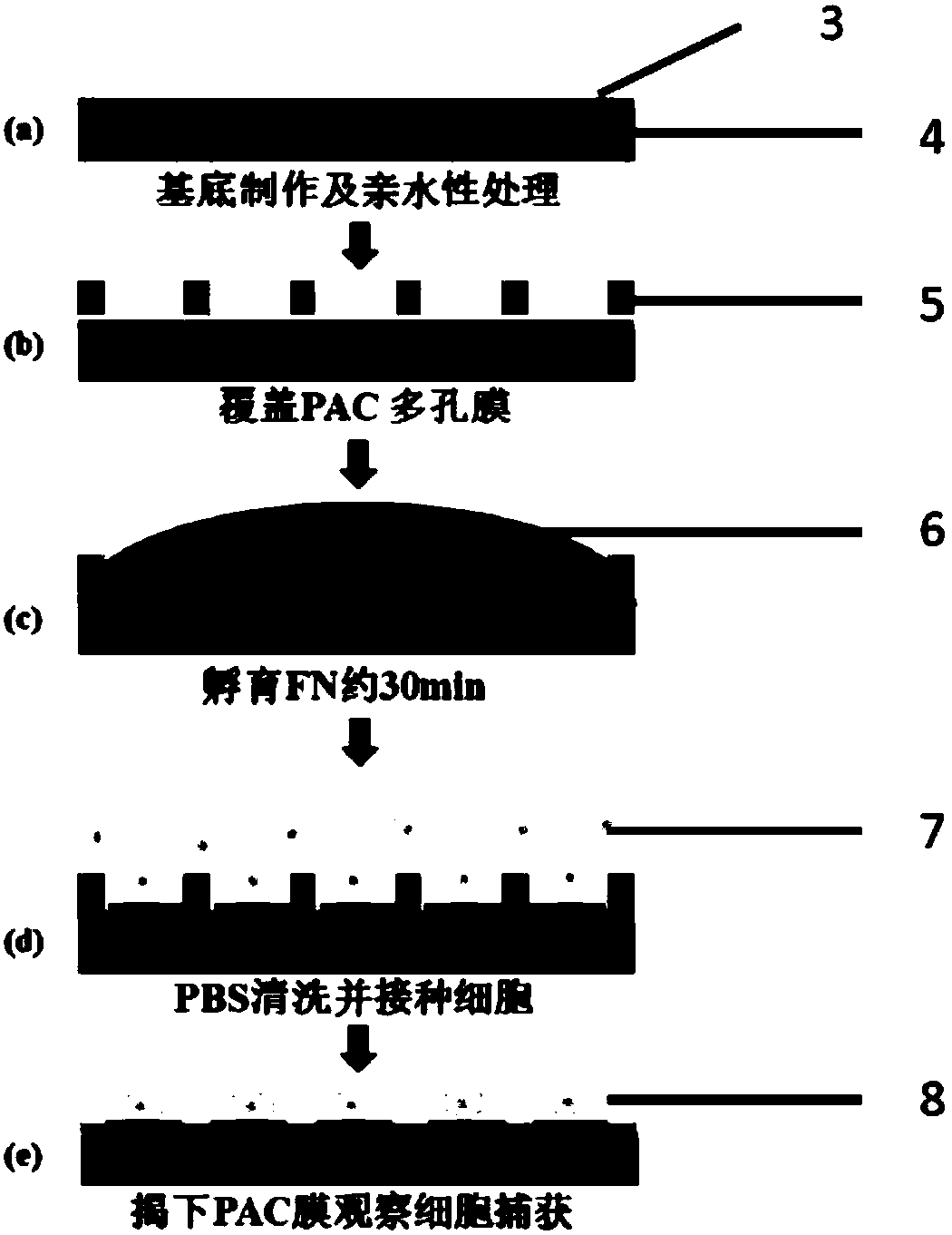 High-throughput single cell capture and arrangement chip and method