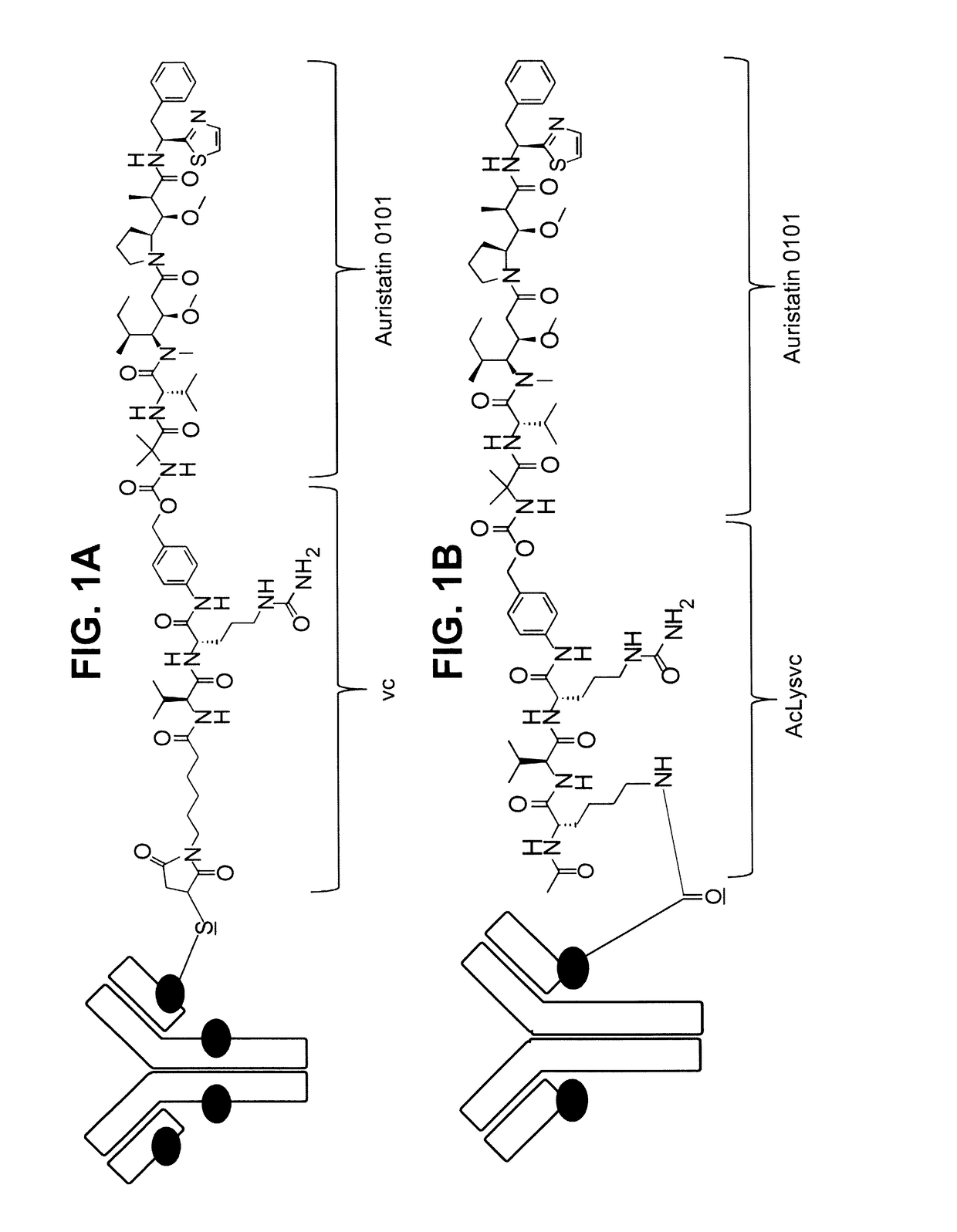 Site specific her2 antibody drug conjugates