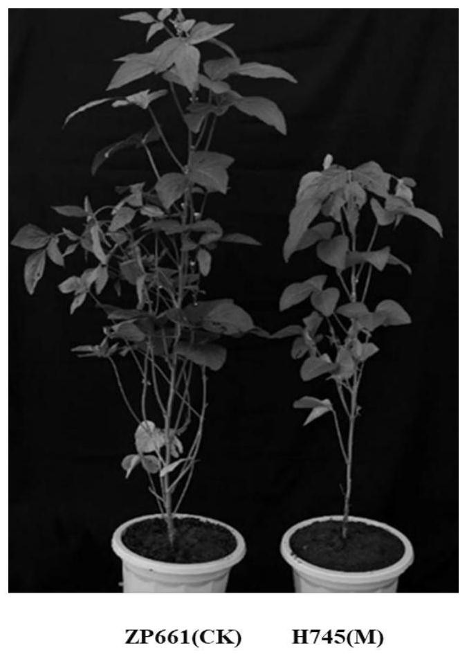 Close linkage marker for controlling related genes of soybean leaf color and application of close linkage marker