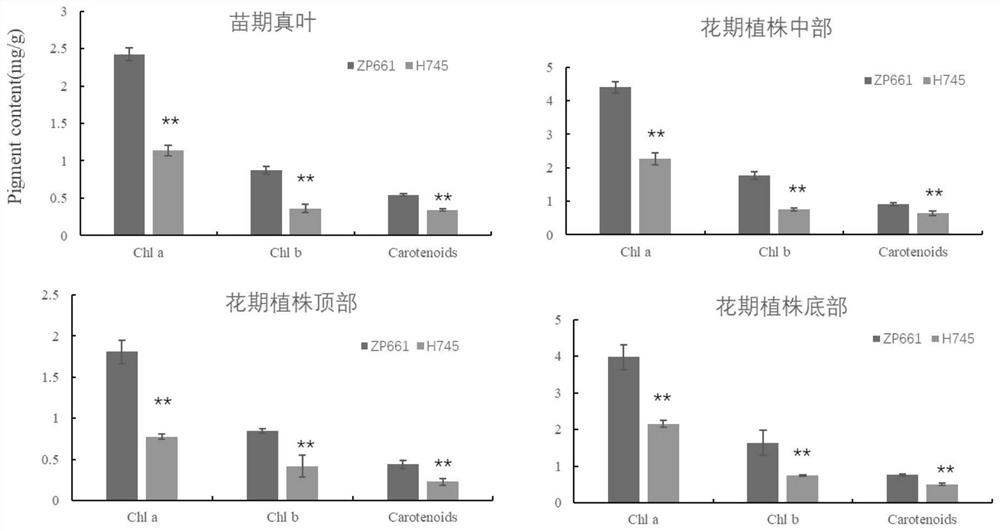 Close linkage marker for controlling related genes of soybean leaf color and application of close linkage marker