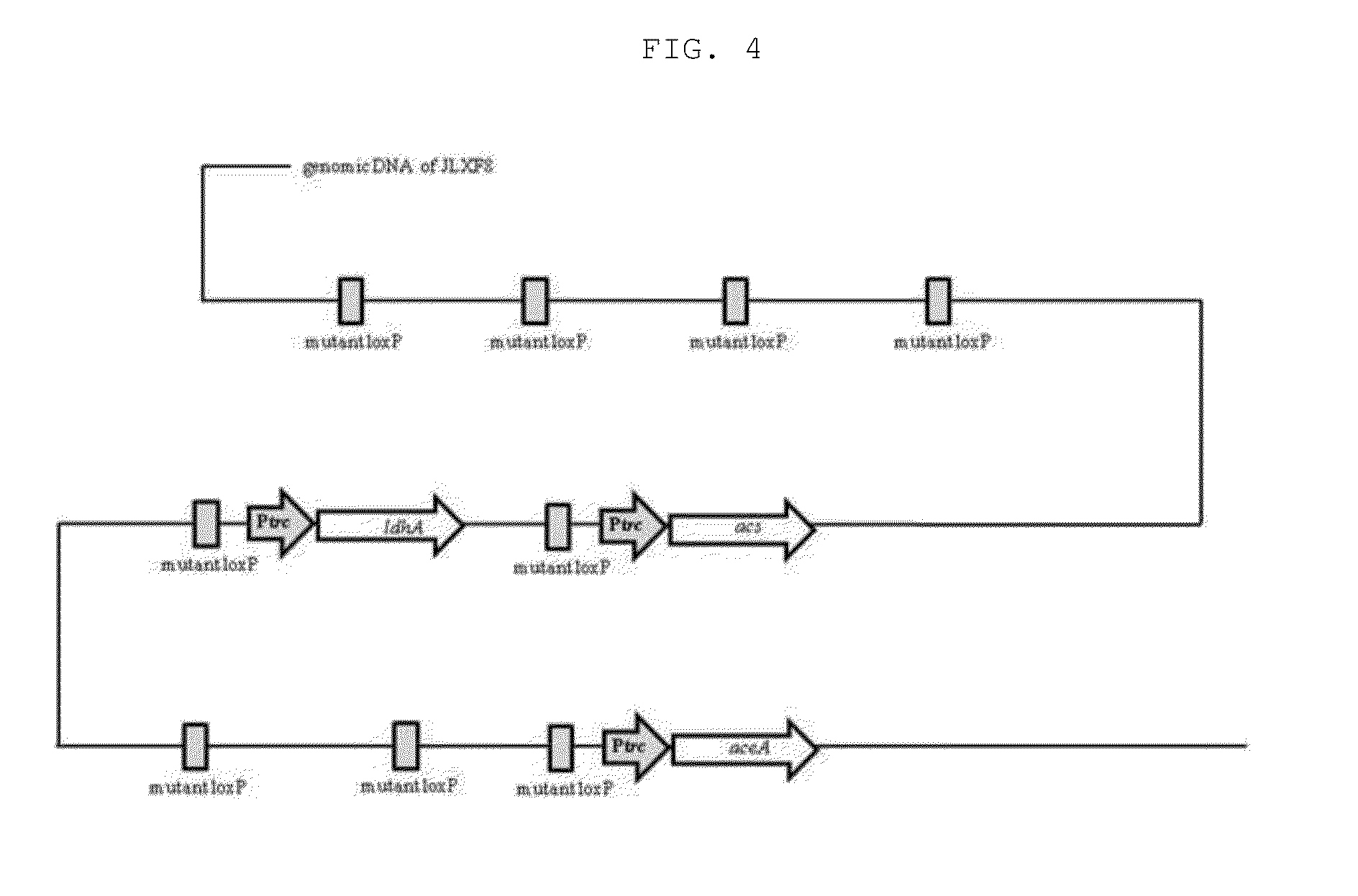 Recombinant microorganism having ability to produce [lactate-co-glycolate] copolymer from glucose, and method for preparing [lactate-co-glycolate] copolymer using same