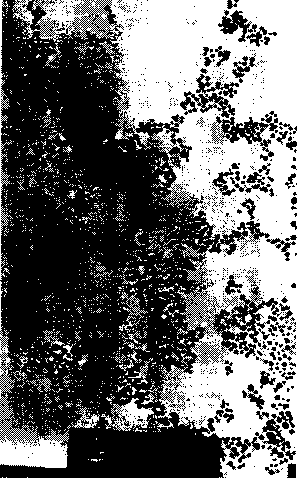 Liquid nanometer simple substance silver antibacterial agent and preparation method thereof