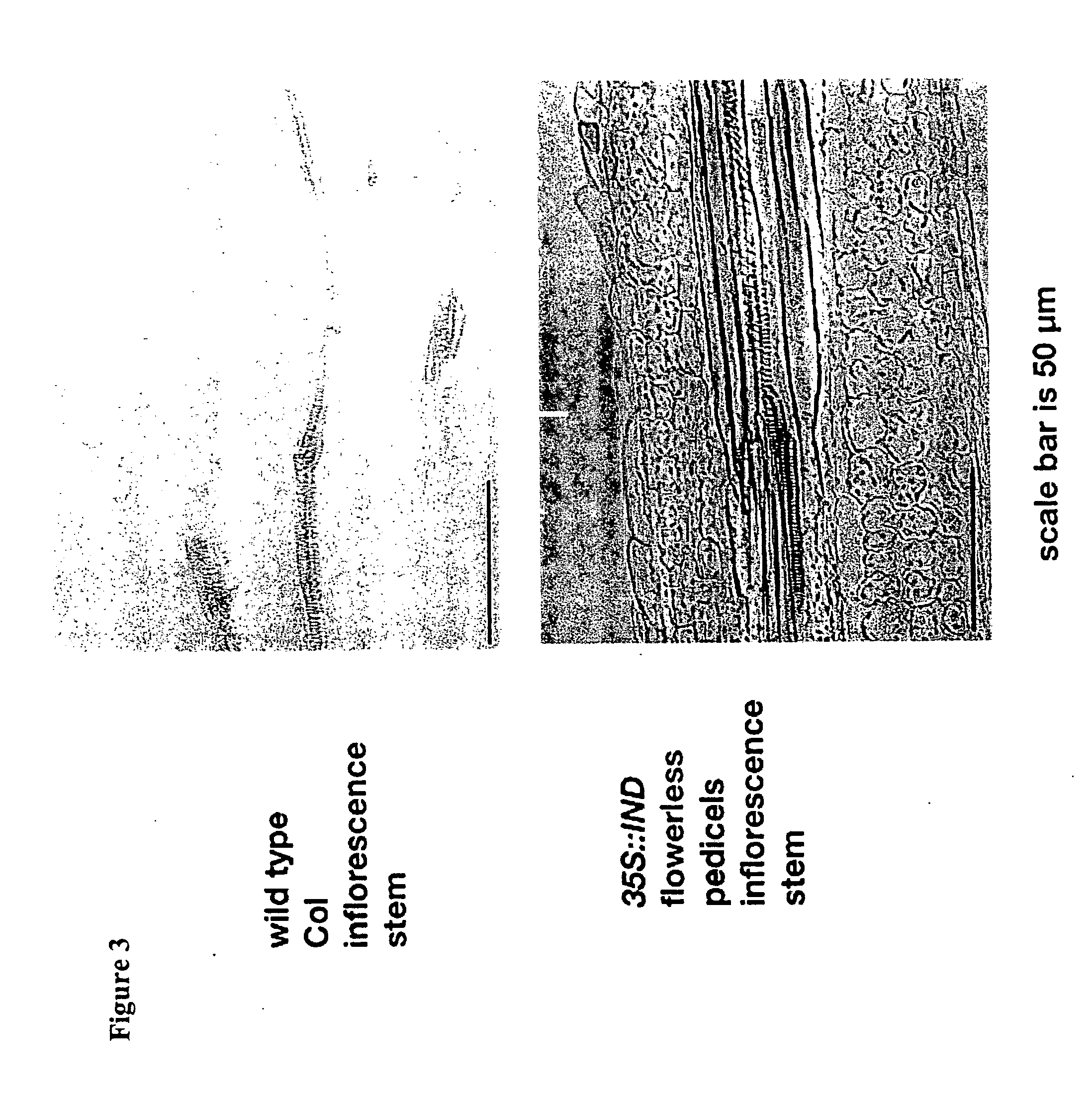 Control of fruit dehiscence in plants by indehiscent1 genes