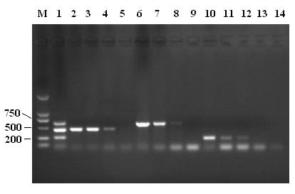 Multi-PCR detection kit and detection method for duck-origin common bacteria