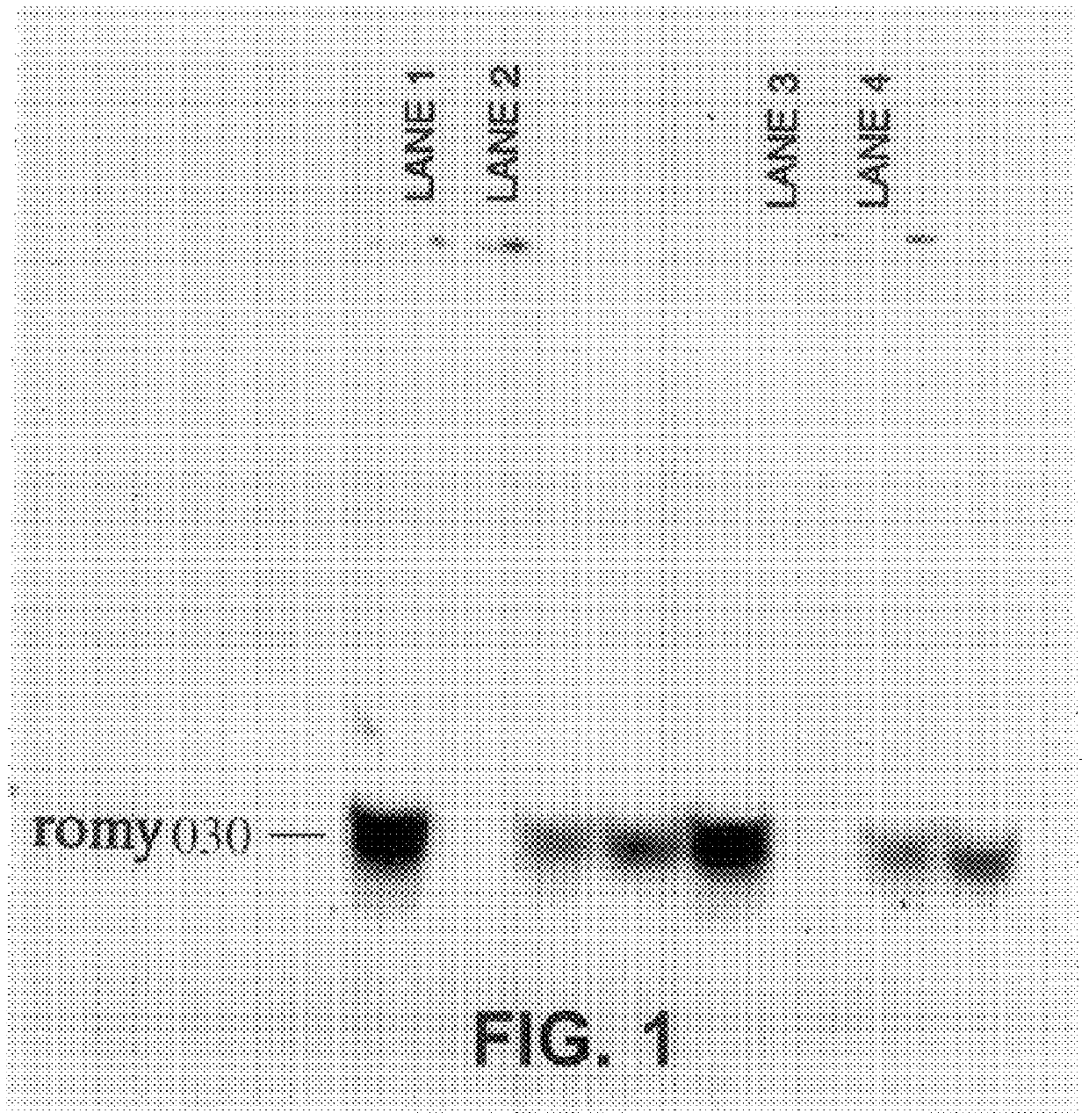 Compositions and methods for the diagnosis, prevention and treatment of tumor progression