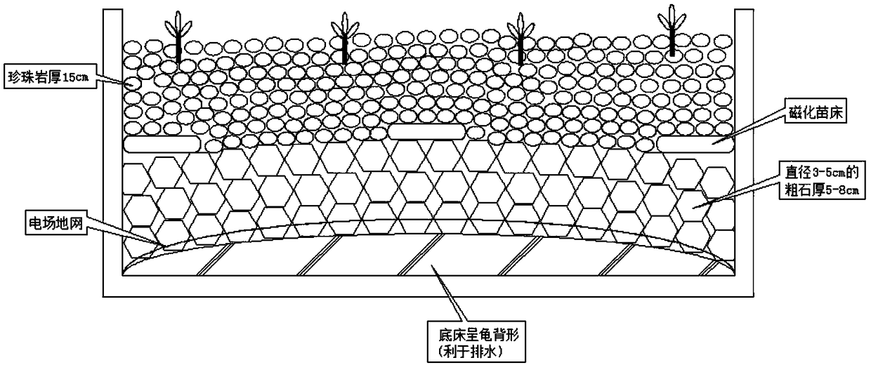 Method for cultivating stingless Chinese prickly ash strain