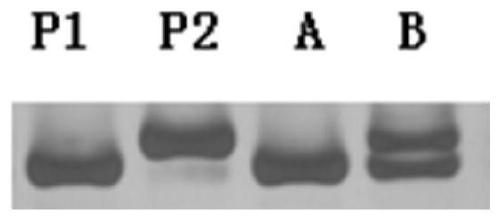 Molecular markers closely linked to Chinese cabbage turnip mosaic virus resistance gene retrcs03 and its application