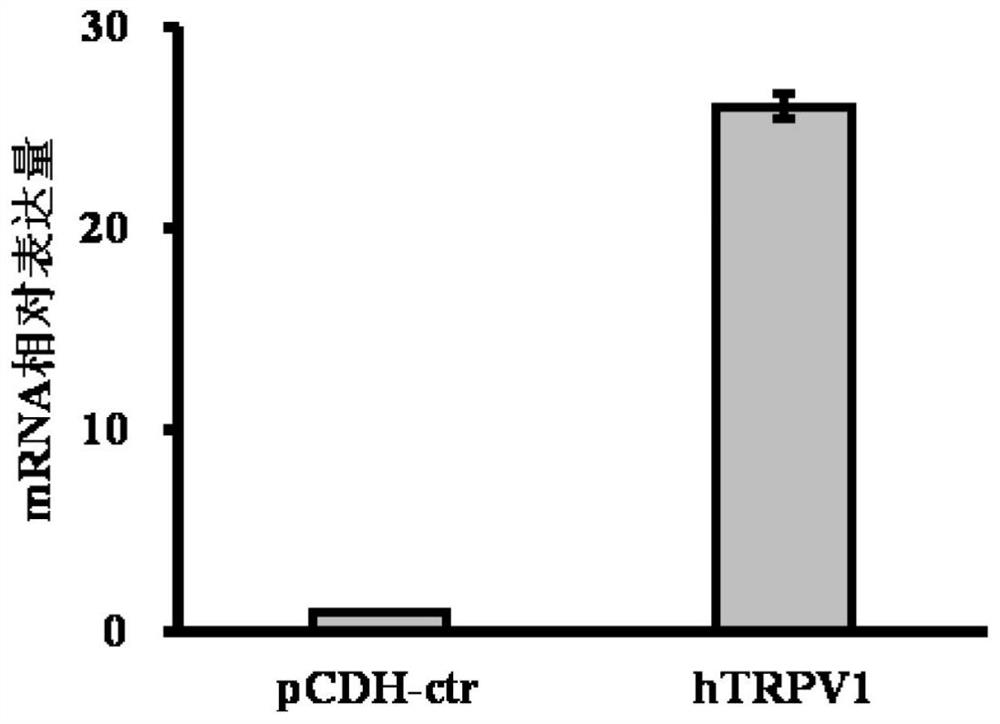 Evaluation method of overexpression cell strain based on human TRPV1 receptor