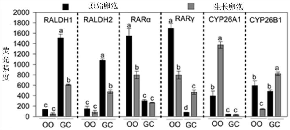 Pharmaceutical composition for regulating and controlling reserve of primordial follicle