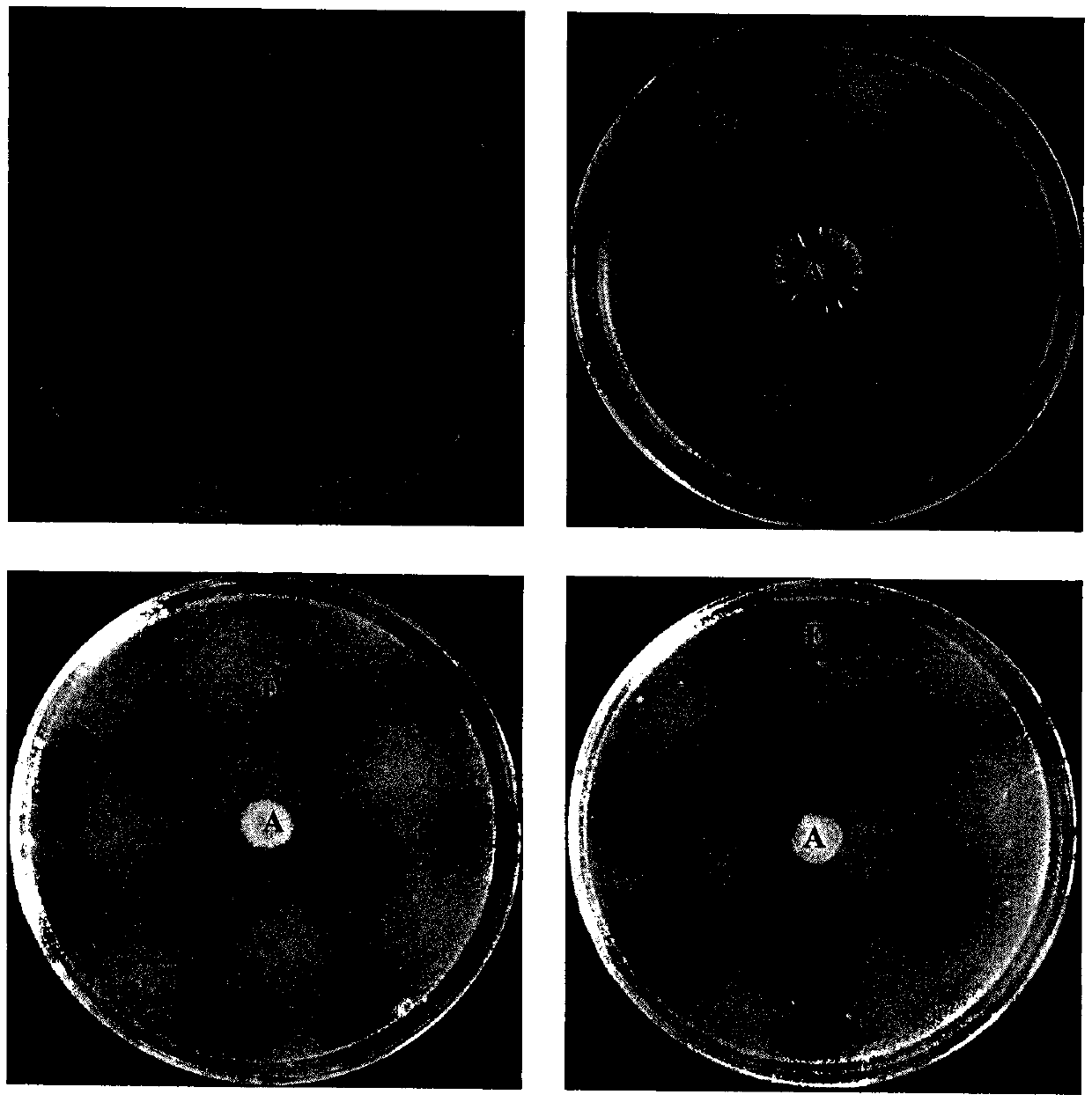 Bacillus pumilus ZR3-3 for controlling and preventing bacterial diseases and application of Bacillus pumilus ZR3-3