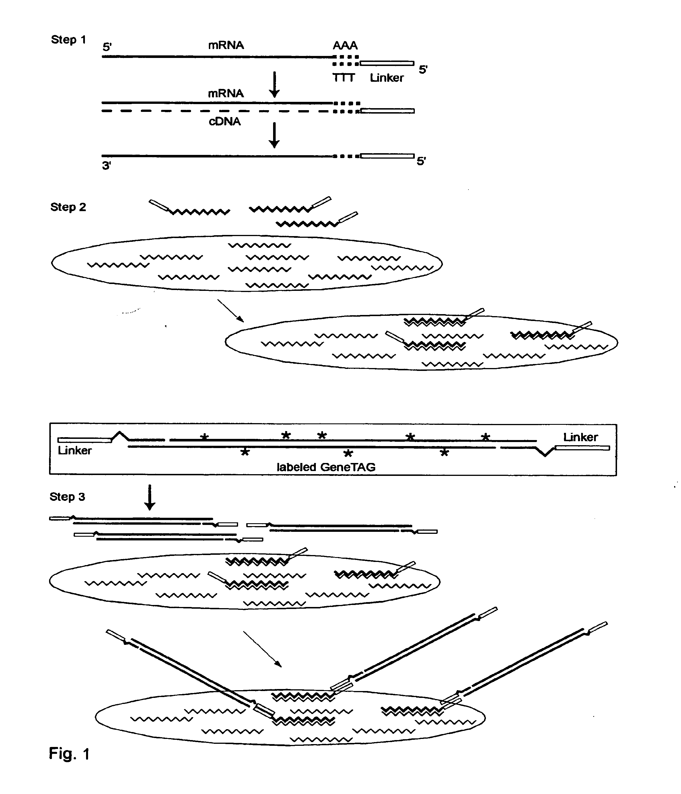 System and Methods to Quantify and Amplify Both Signaling and Probes for cDNA Chips and Gene Expression Microarrays