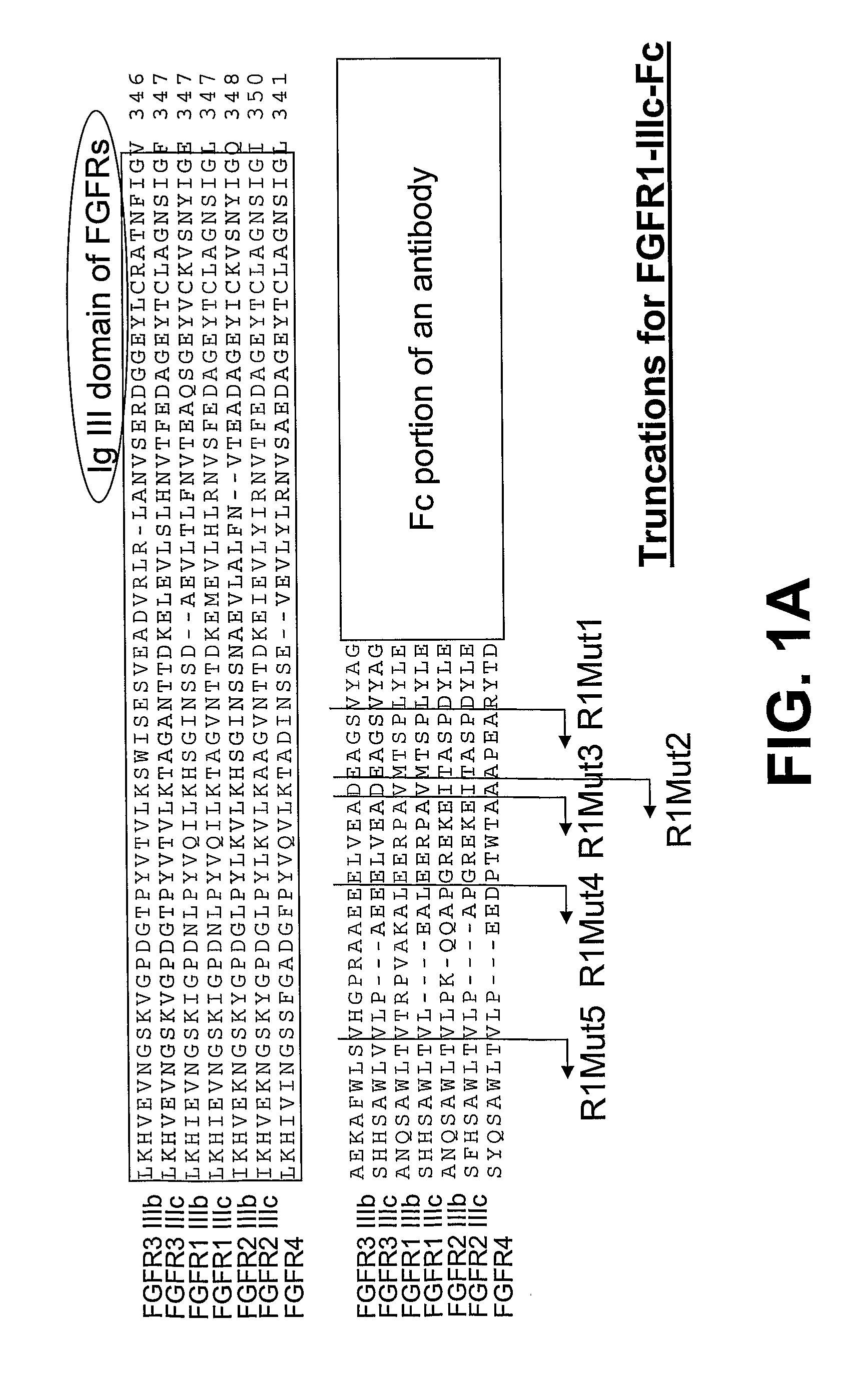 Compositions and Methods of Treating Disease with Fgfr Fusion Proteins
