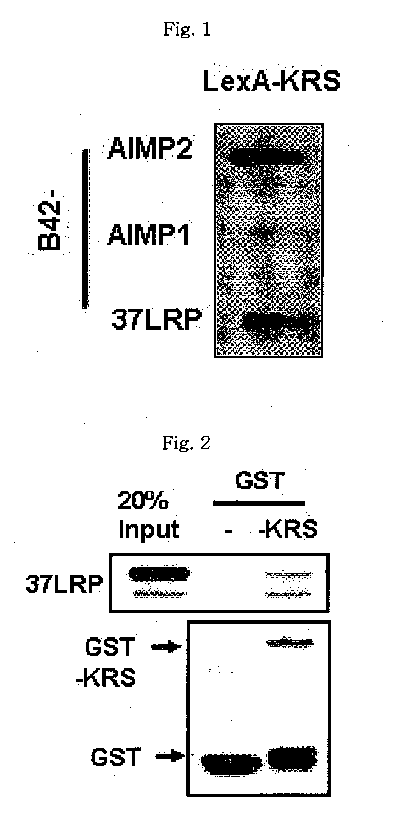 Method for controlling cancer metastasis or cancer cell migration by modulating the cellular level of lysyl trna synthetase