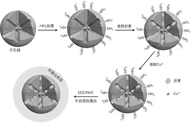 Method for preparing mesoporous silicon nanoparticle coating loaded with heparin and Cu&lt;2+&gt; on surface of biological material