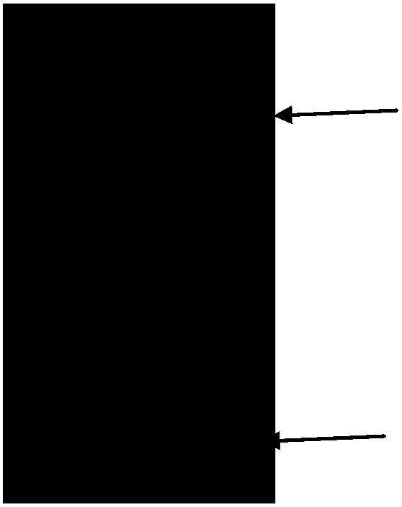 Method for extracting and purifying antibody by utilizing magnetic beads