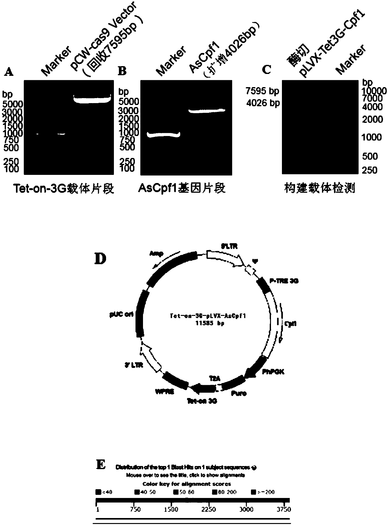 Conditional inducible expression AsCpf1 lentiviral vector, construction method thereof and application to pig small intestine epithelial cell line construction