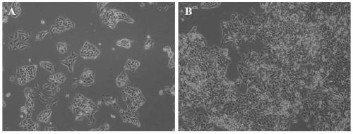 Conditional inducible expression AsCpf1 lentiviral vector, construction method thereof and application to pig small intestine epithelial cell line construction