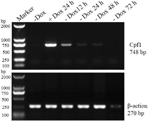 Conditional inducible expression AsCpf1 lentiviral vector, construction method thereof and application to pig small intestine epithelial cell line construction