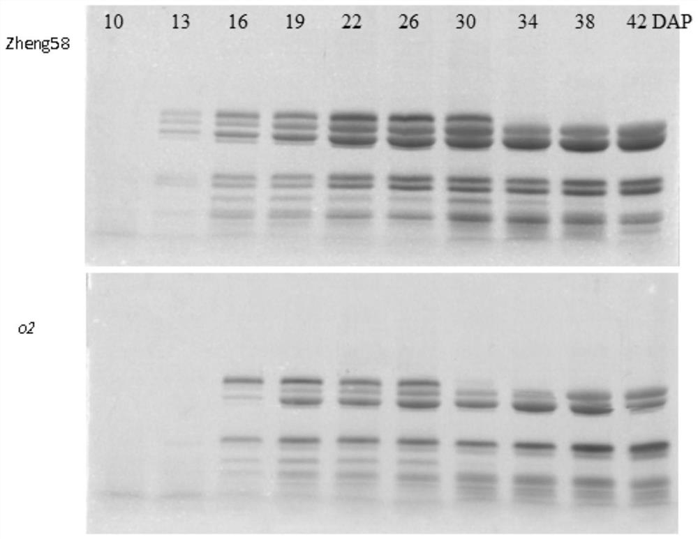 Mutation site of opaque2 gene in Zheng 58/opaque2 near-isogenic line and its application