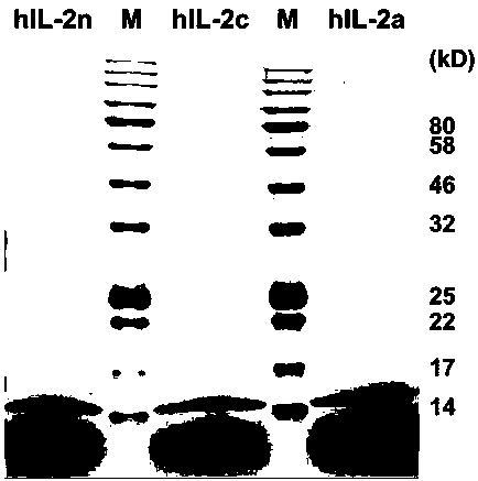 Optimized hIL-2 (human interleukin-2) genes as well as expression method and application thereof