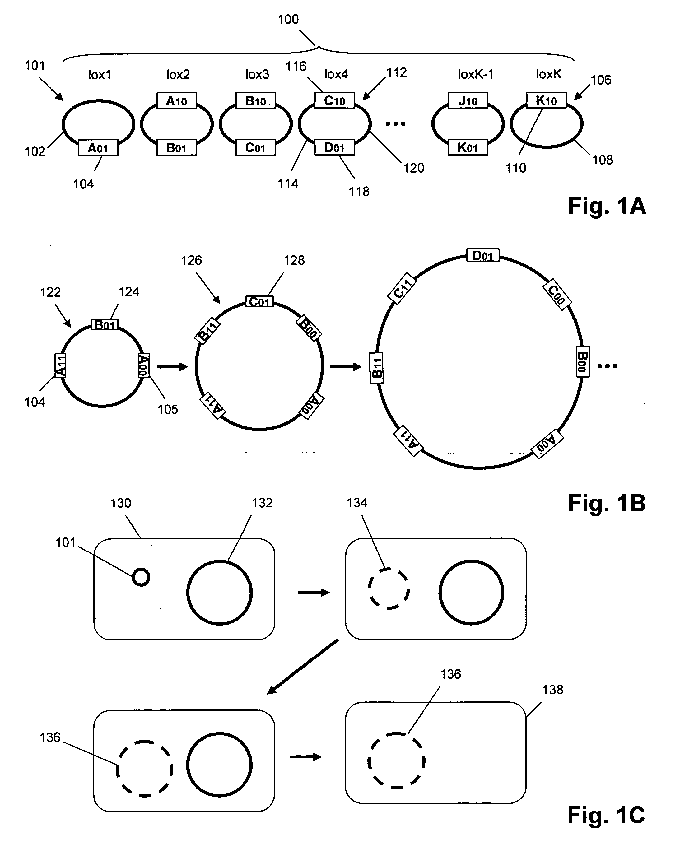 Functional mutant loxP sequences and uses thereof