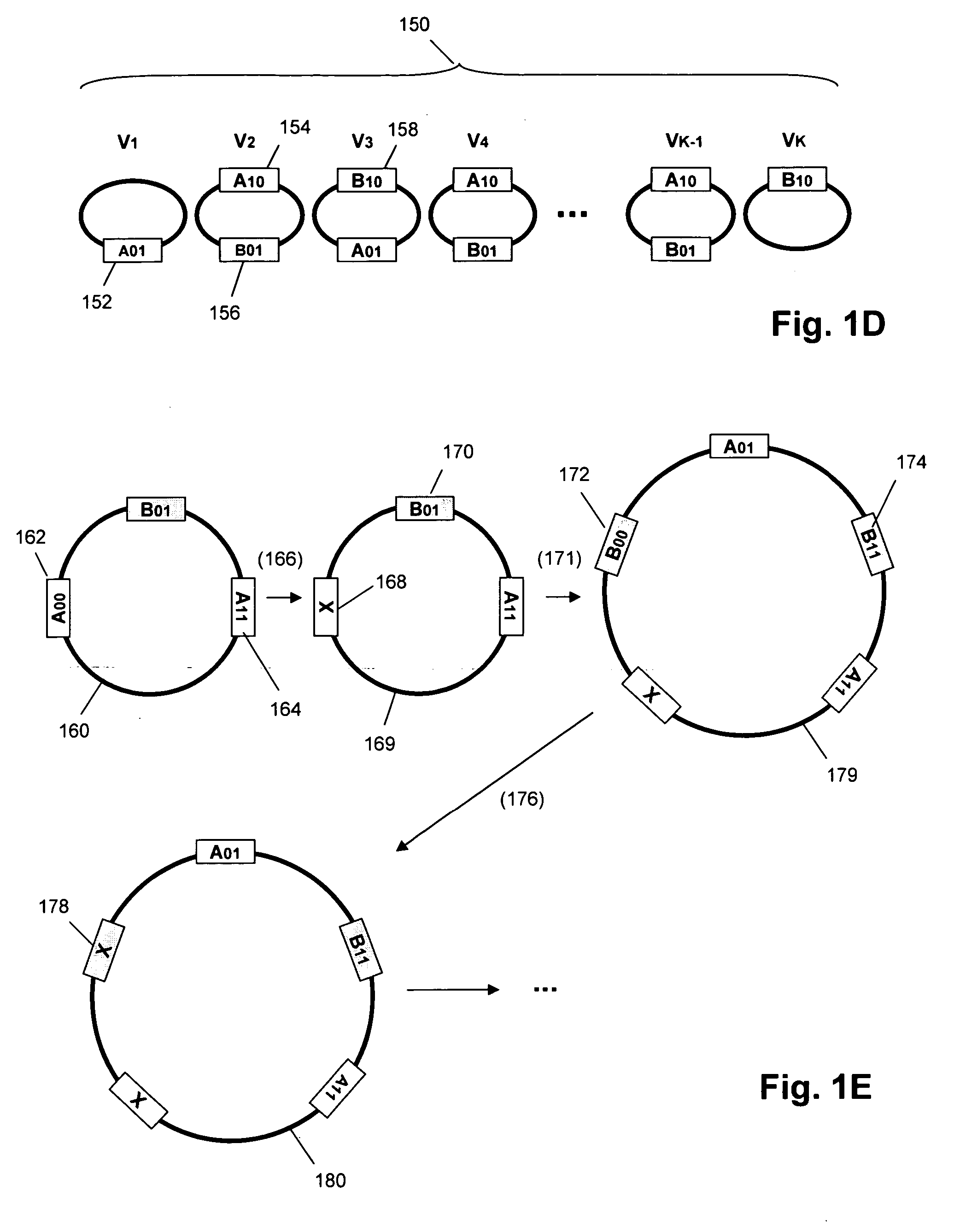 Functional mutant loxP sequences and uses thereof