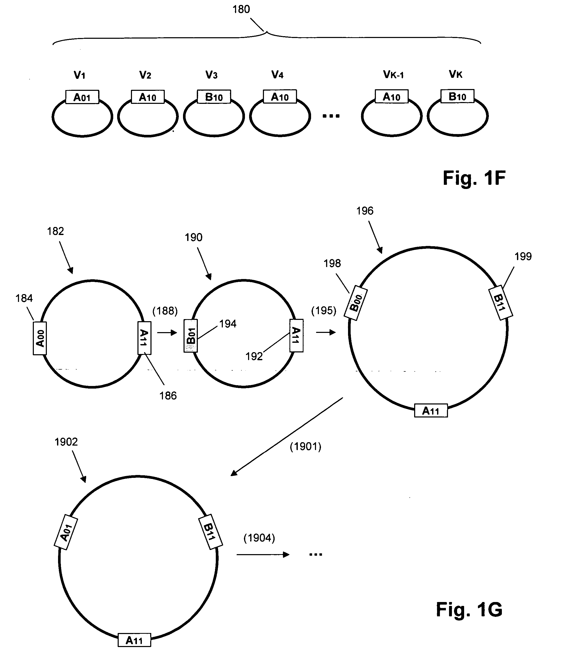 Functional mutant loxP sequences and uses thereof