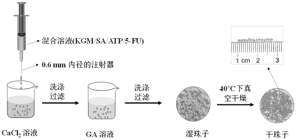 Konjac glucomannan sodium alginate composite drug-loaded microsphere as well as preparation method and application thereof