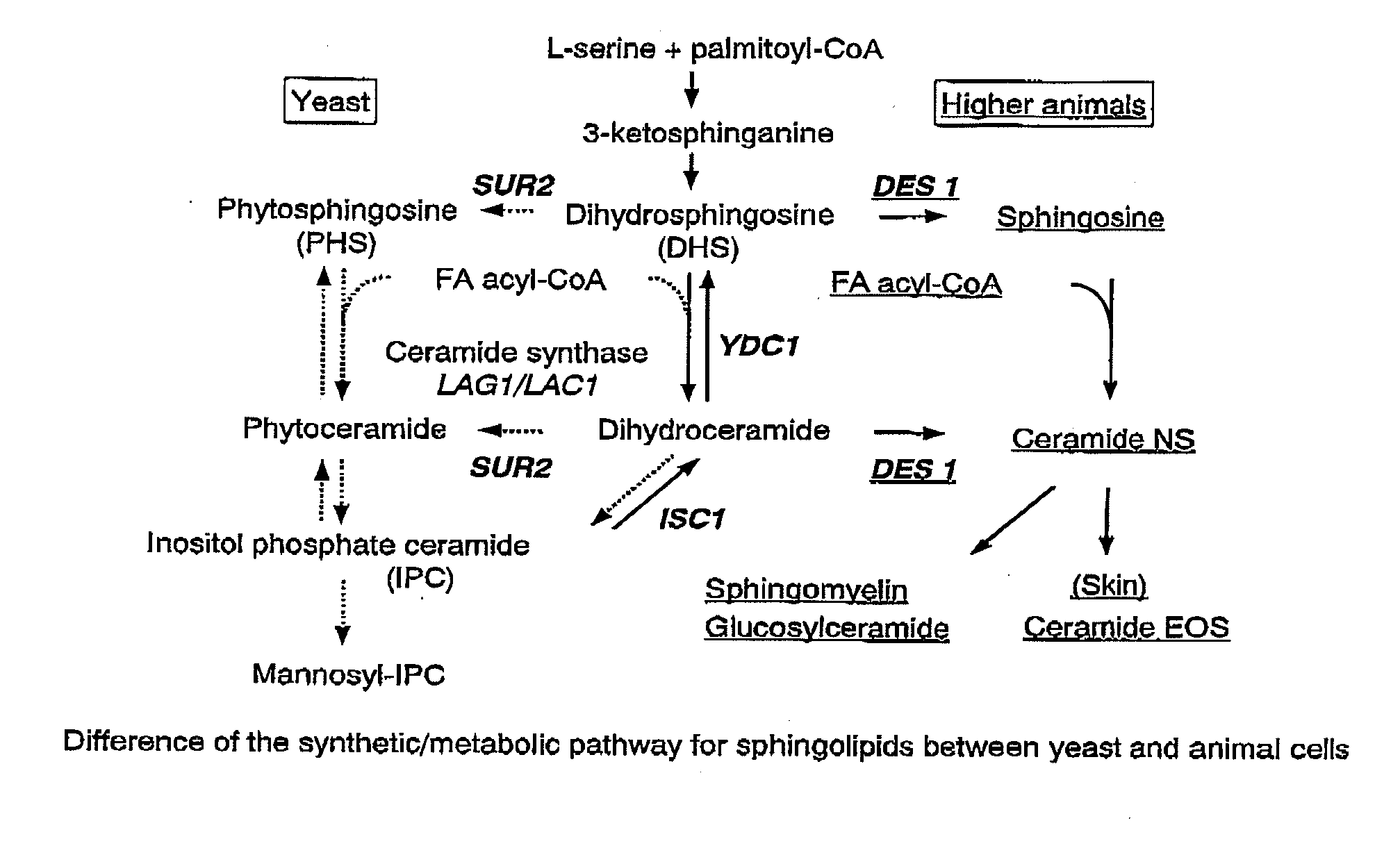 Methods for producing ceramide using transformed yeast