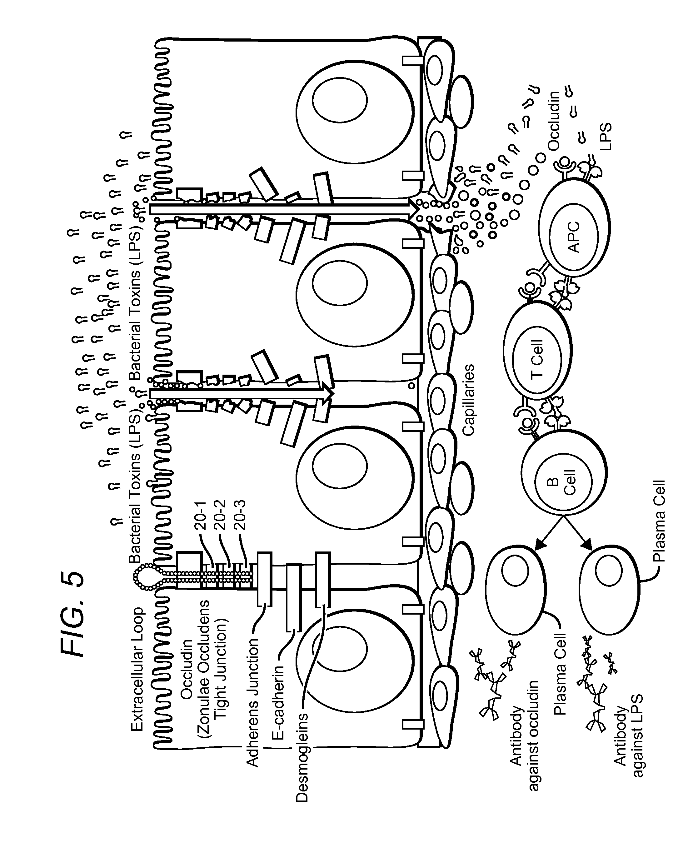 Method for detection of intestinal, and blood-brain barrier permeability and testing materials thereto