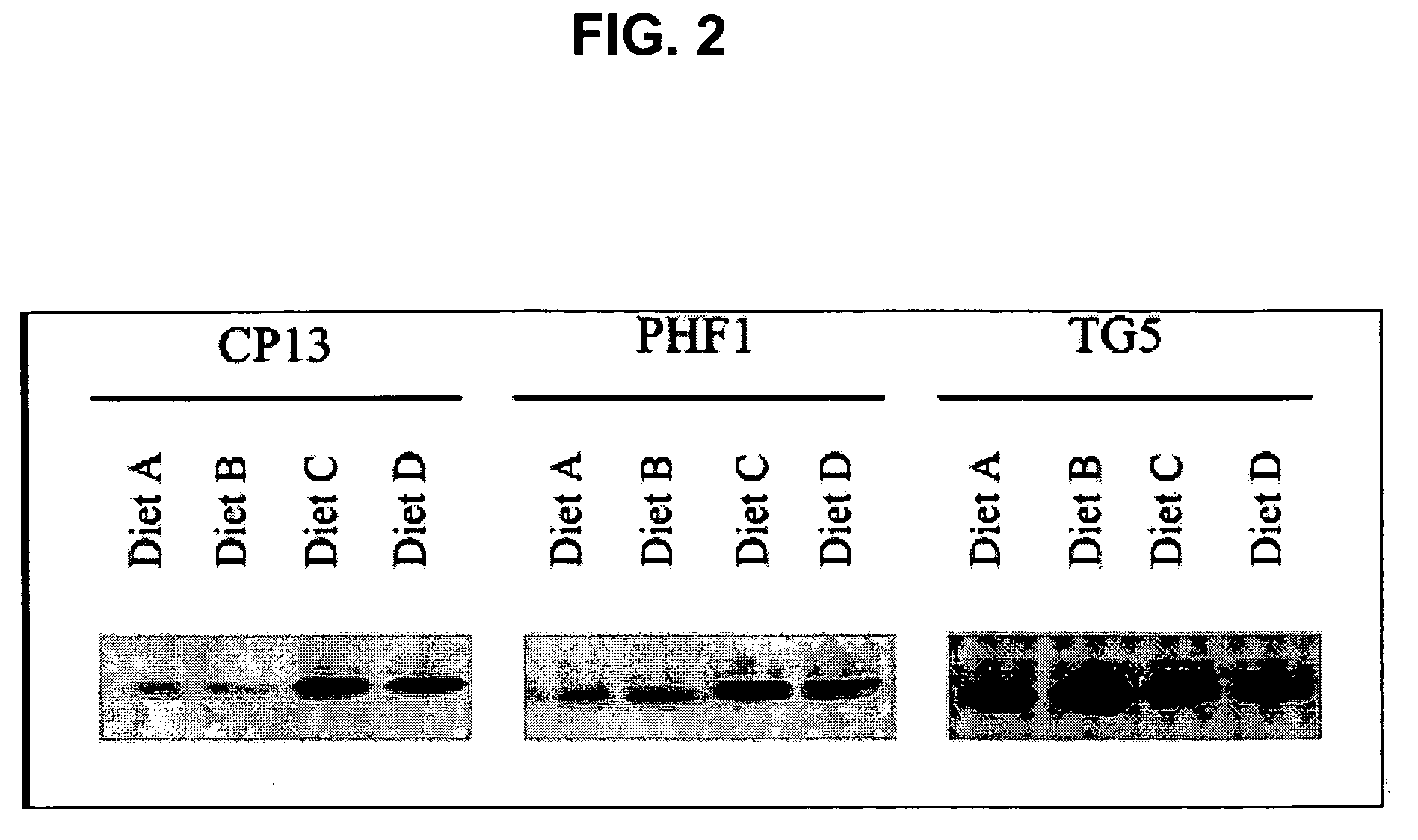 Compositions and methods for enhancing cognitive function