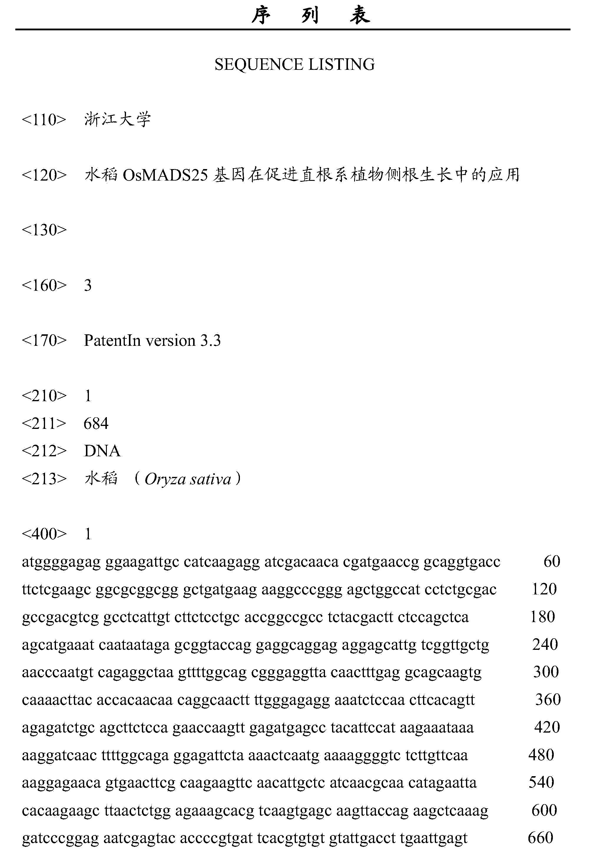 Application of paddy rice genes OsMADS25 to promoting tap root system plant lateral root growth