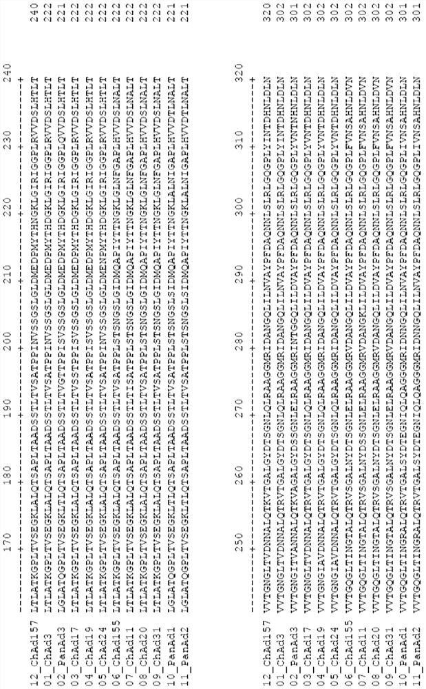 Adenovirus polynucleotides and polypeptides