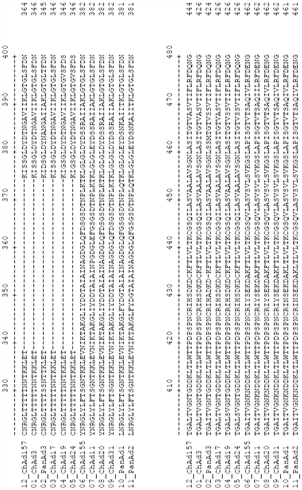 Adenovirus polynucleotides and polypeptides