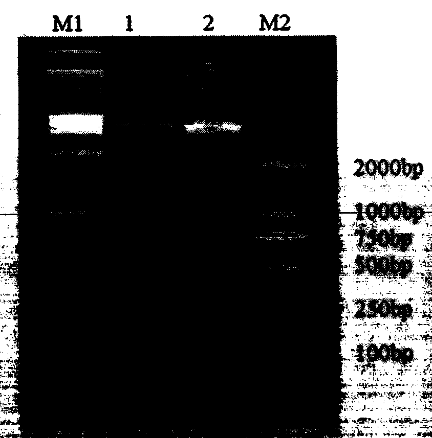 Anti-influenza A virus and novel universal epitope vaccine and preparing method thereof