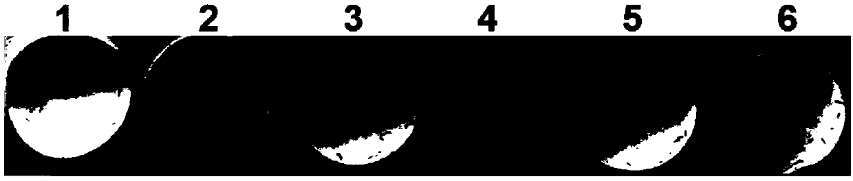 Method for simultaneously detecting multiple aminoglycoside antibiotics