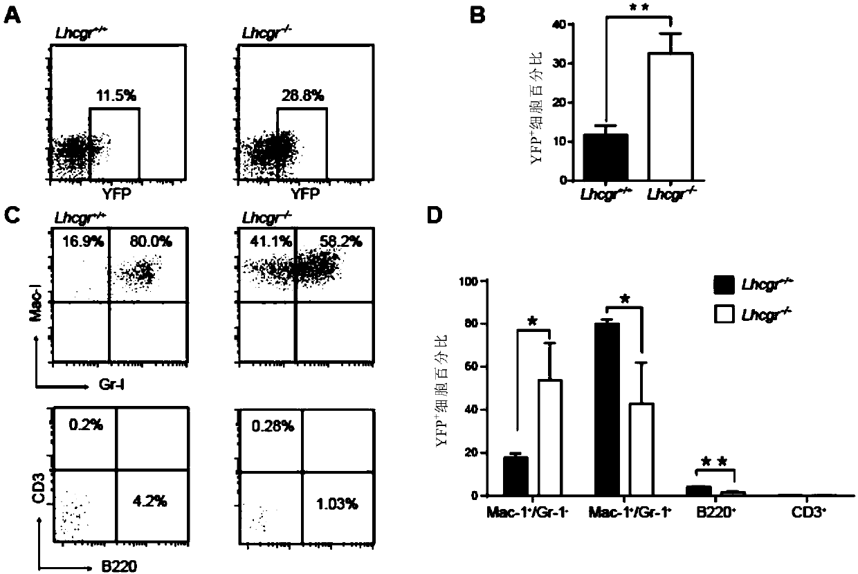 Application of luteinizing hormone in inhibition of development of myeloid leukemia