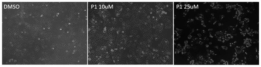 MTOR protein degradation targeting chimera as well as preparation method and application thereof