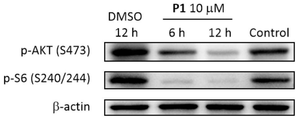MTOR protein degradation targeting chimera as well as preparation method and application thereof