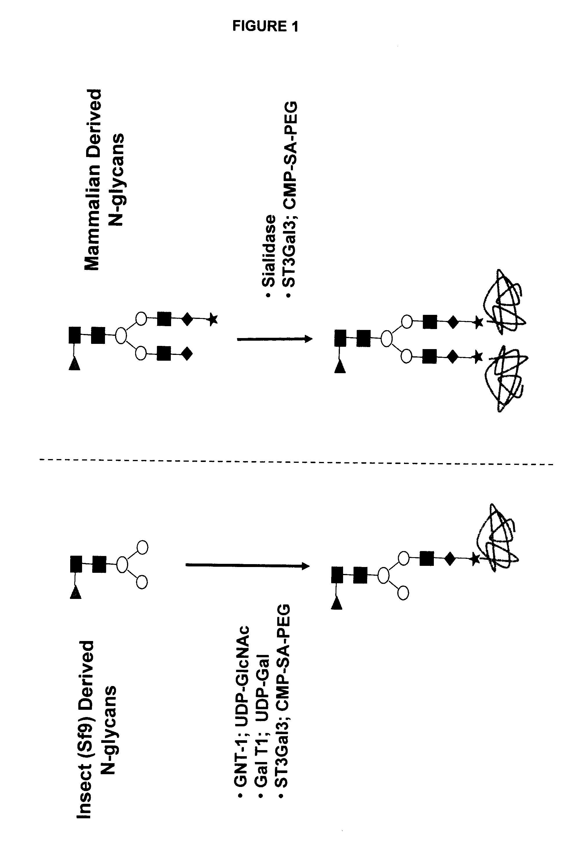 Compositions and methods for the preparation of protease resistant human growth hormone glycosylation mutants