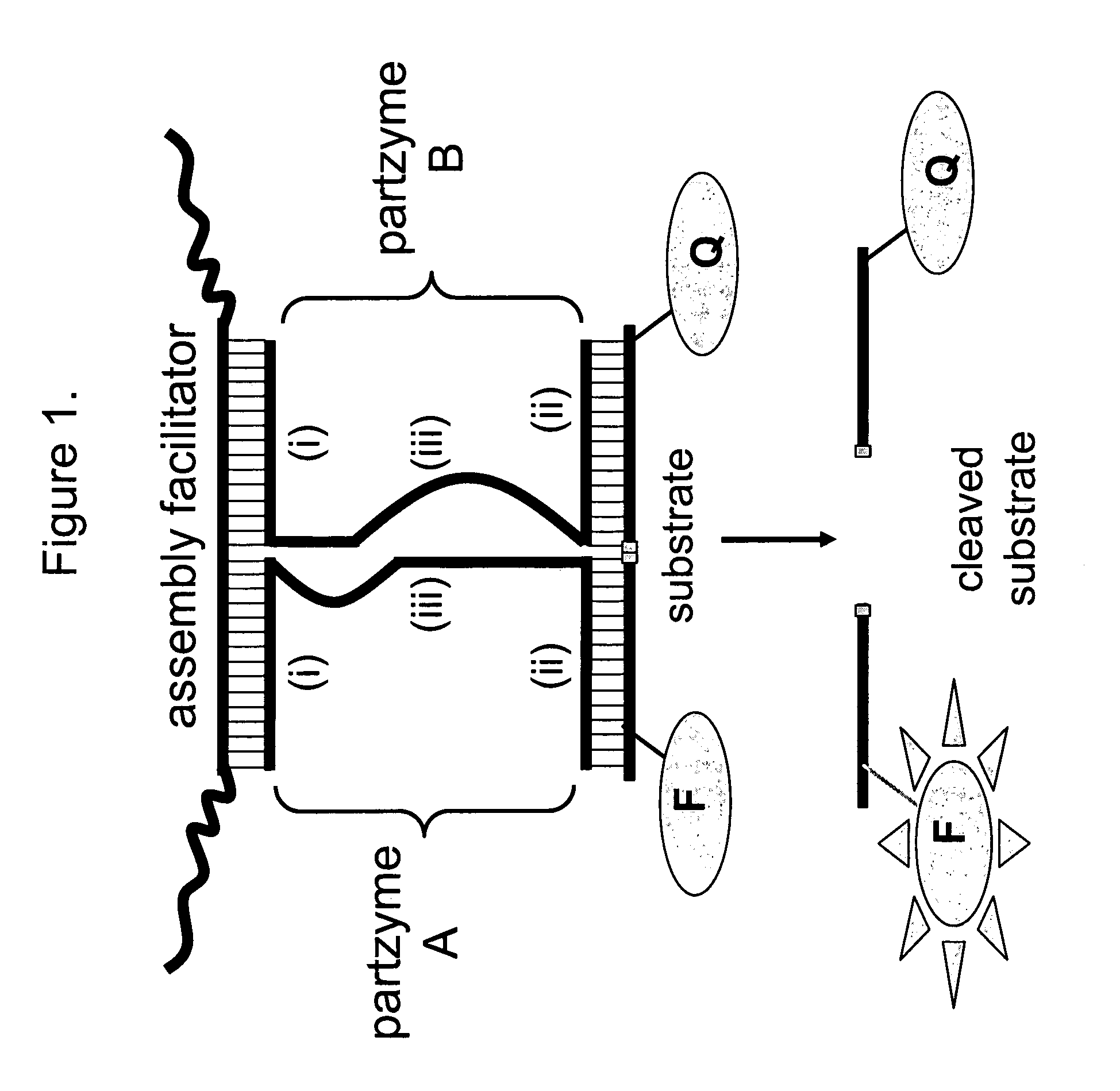 Nucleic acid enzymes and complexes and methods for their use