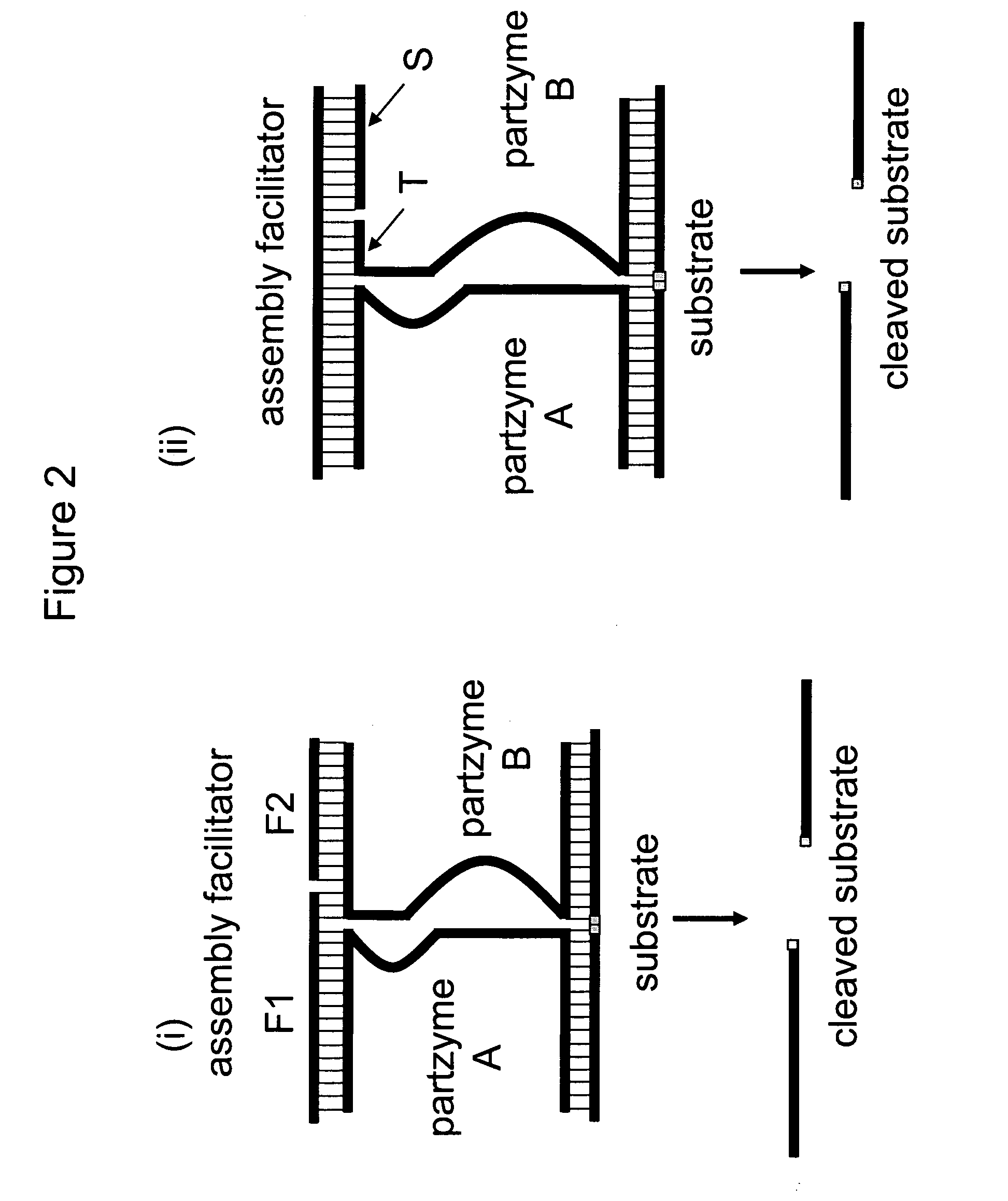 Nucleic acid enzymes and complexes and methods for their use