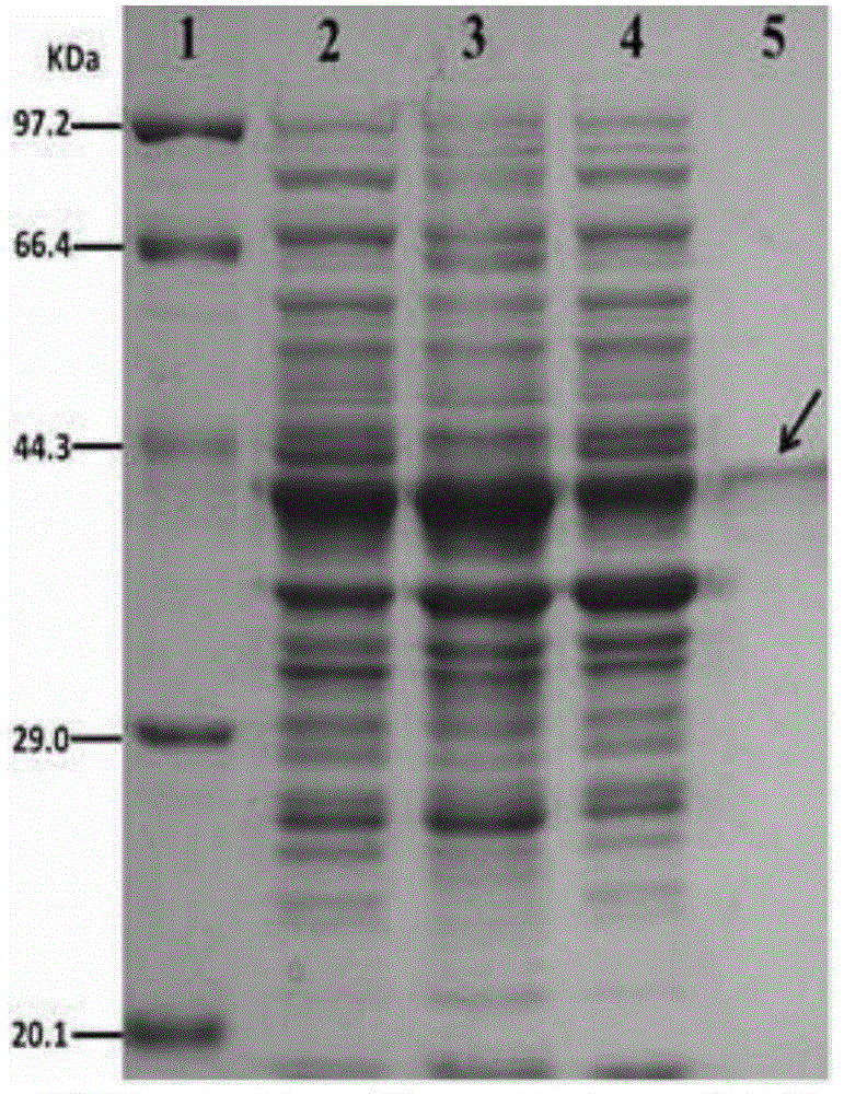 Metagenome-derived beta-mannanase, and encoding gene and expression thereof
