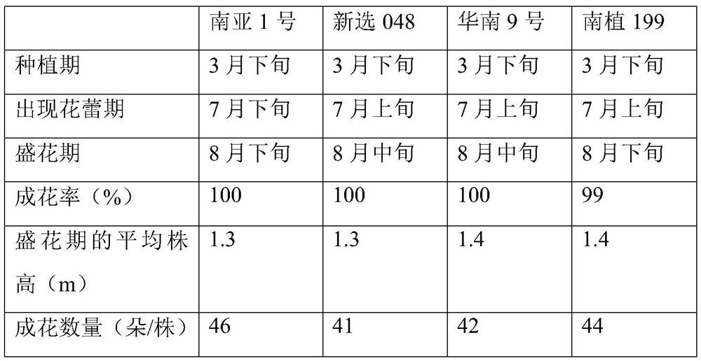 Cultivation method for improving blooming of cassava