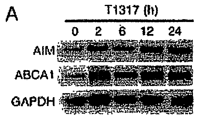Compounds that Prevent Macrophage Apoptosis and Uses Thereof