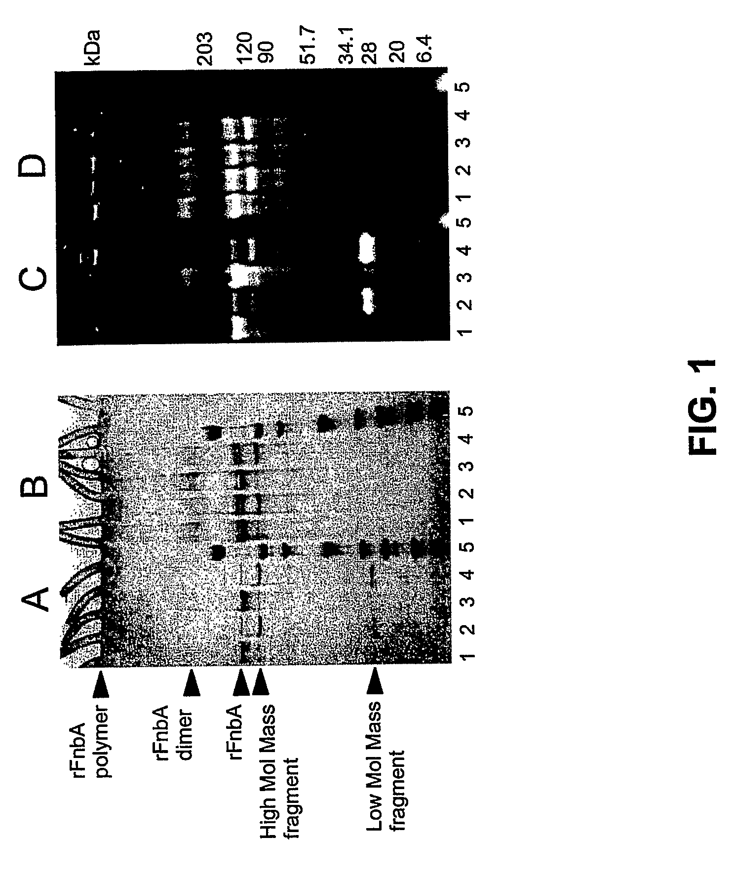 Altered fibronectin-binding protein of Staphylococcus aureus